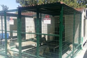 Sokak hayvanları klimalı odalarda serinliyor