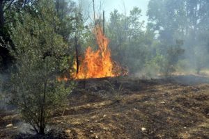 Seydikemer'de 300 zeytin ağacı yandı