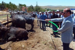 &Uuml;reticilere dağıtılan mandalar su sıkılarak serinletildi