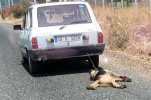 Otoyolda s&uuml;r&uuml;klenen k&ouml;pekten yeni haber var