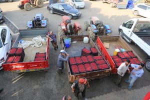 Bursa'da ahududu destekleme alımı başladı