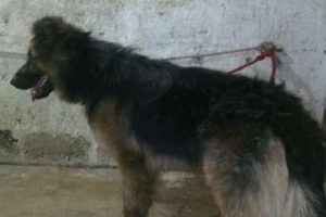 Sokak k&ouml;peklerini boyayıp satan dolandırıcı tutuklandı