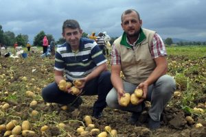 Bursa'da patates &uuml;reticisinin y&uuml;z&uuml; g&uuml;l&uuml;yor