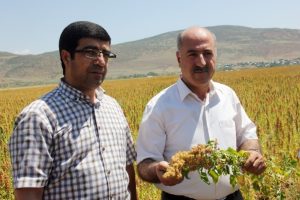 Bu bitki &ccedil;ift&ccedil;ilerin y&uuml;z&uuml;n&uuml; g&uuml;ld&uuml;recek