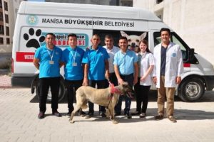 İşkence g&ouml;ren sokak k&ouml;peği doğal ortamına bırakıldı