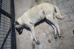 K&ouml;pek ve kedileri zehirleyerek &ouml;ld&uuml;rd&uuml;ler