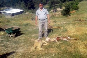 Bursa'da k&ouml;ye inen kurtlar, 80 koyunu telef etti