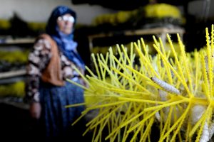 Bursa'da damızlık koza yetiştiriciliği bitme noktasına geldi