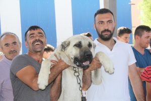 Kangallar 'en g&uuml;zel' olmak i&ccedil;in yarıştı