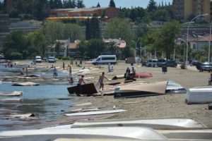 Bursa'da sahile vuran suntaların nedeni belli oldu