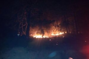 Bergama'da orman yangını
