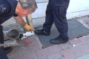 İstanbul Fatih'te kedi kurtarma operasyonu