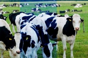 Yem-Vit'in %50'sini İrlandalı Devenish satın aldı
