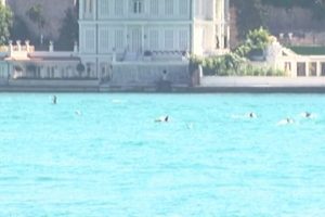 İstanbul Boğazı'nda Yunusların martılarla balık kapma yarışı