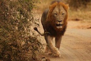 Yetkililer uyarı yaptı: D&ouml;rt aslan ulusal parktan ka&ccedil;tı