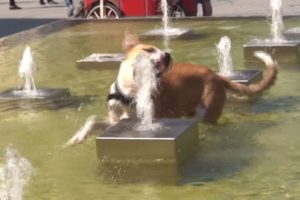 Sıcaktan bunalan k&ouml;peğin fıskiye ile imtihanı