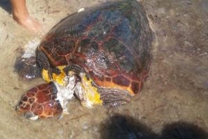 Boynu kesilmiş caretta caretta bulundu