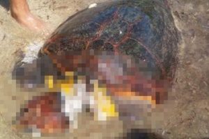 Boynu kopma noktasına gelmiş halde denizde buldu! &Uuml;nl&uuml; sanat&ccedil;ı...