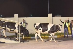 Katar'a ilk parti inekler ulaştı!