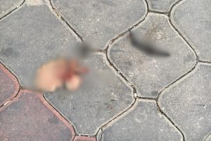 İnsanlık dışı olay! Kediyi par&ccedil;alayıp, yola attılar
