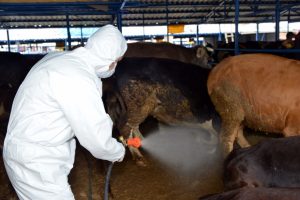 Bursa Yıldırım'da 'Kurban Kesim Kursu' verilecek
