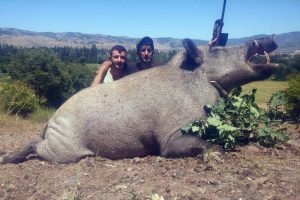350 kilo ağırlığında domuz avladılar