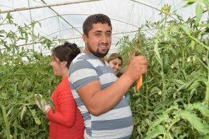 Bursa'da Osmanlı domatesi y&uuml;zleri g&uuml;ld&uuml;rd&uuml;