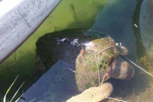 Yaralı bulunan carretta caretta telef oldu