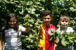16 yaşından k&uuml;&ccedil;&uuml;k &ccedil;ocukların fındık hasadında &ccedil;alışması yasaklandı