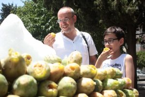 Dikenli incir sezonu a&ccedil;ıldı