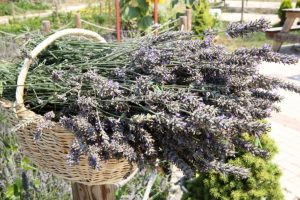 Bursa Nilüfer'in bostanlarında aromatik bitki üretiliyor
