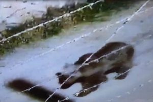 Şehre ayı indi: Belediye vatandaşları uyardı