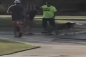 K&ouml;peği kurtardı, kolunu kaptırdı