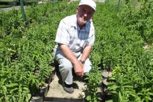 Burhaniye şeker otu &uuml;retim merkezi oldu