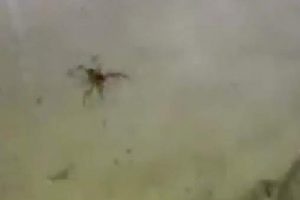 Milas'ta 'Sarıkız b&ouml;ceği' paniği