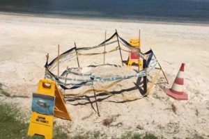Caretta carettanın yumurtlaması g&ouml;r&uuml;nt&uuml;lendi