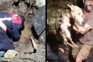 5 saat s&uuml;ren k&ouml;pek kurtarma operasyonu