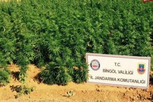 Bing&ouml;l'de 50 bin k&ouml;k hint keneviri ele ge&ccedil;irildi