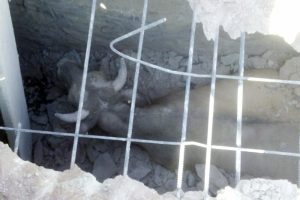 Kanalizasyona d&uuml;şen ineği AFAD ekipleri kurtardı