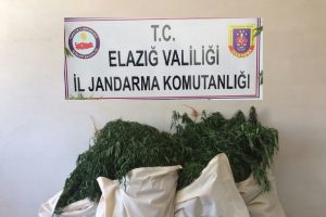 Elazığ'da 7 bin k&ouml;k Hint keneviri ve 51 kilo esrar ele ge&ccedil;irildi