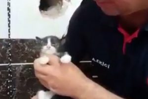 Yavru kediyi duvarı delip kurtardılar