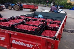 Bursa'da vitamin deposu ahududu &uuml;reticiyi &uuml;zd&uuml;