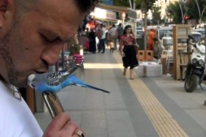 Muhabbet kuşu Fıstık'ı yanından hi&ccedil; ayırmıyor