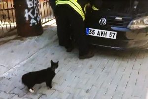 Anne kedi, yavrusu kurtarılırken başından ayrılmadı