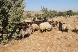 Kurbanlık fiyatları el yakıyor