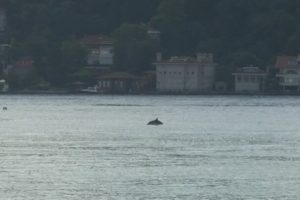 Yunuslar İstanbul Boğazı'nda renkli g&ouml;r&uuml;nt&uuml;lere sahne oldu