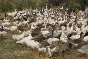 Eşinin altınlarıyla aldığı 700 kazdan 300'&uuml; &ouml;ld&uuml;