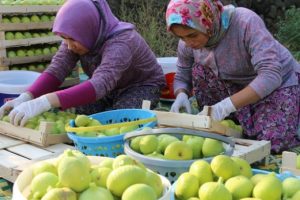 Kilosu 15 TL'den satılmaya başladı