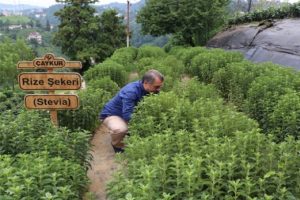 Rize Şekeri 'stevia'nın ilk hasadı yapıldı