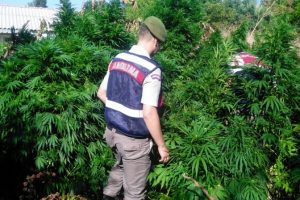 Bursa'da jandarmadan k&ouml;y evlerine uyuşturucu baskını: 3 g&ouml;zaltı
